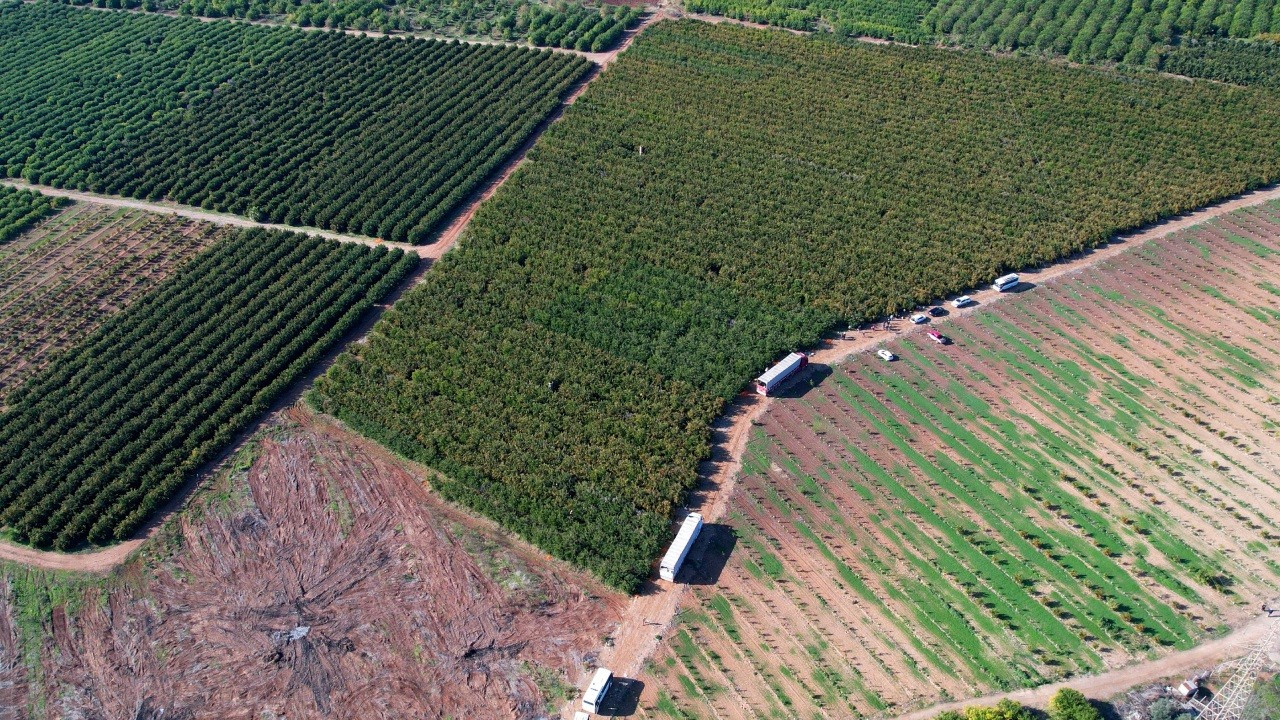 Adana’da hasadı başladı, 1 dönümden 2 ton rekolte: Tarlada kilosu 18 TL