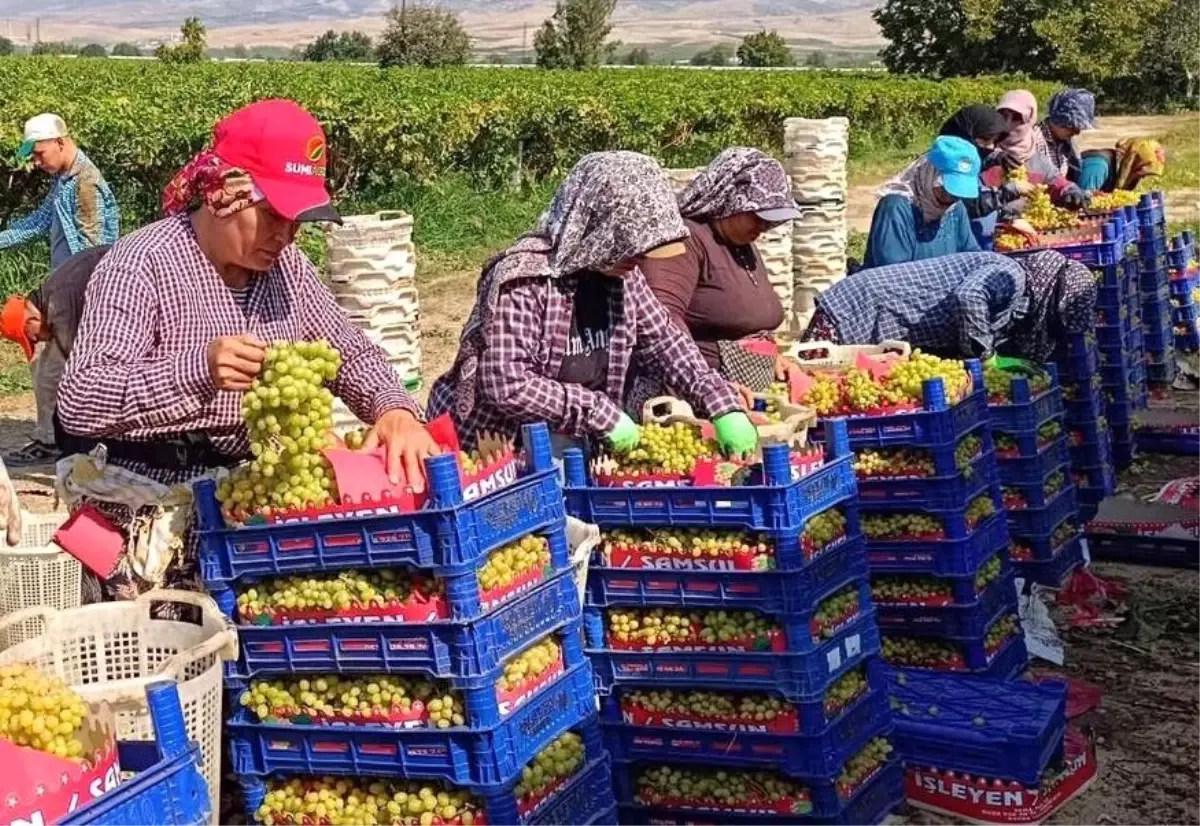 sarigolde uzum hasadi devam ediyor z5Y7fLNB