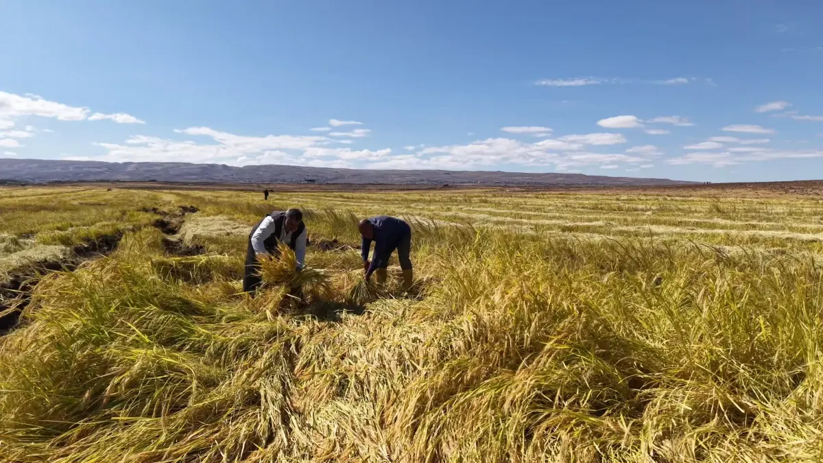 Diyarbakırlı İş İnsanları Organik Pirinç Üretimine Başladı