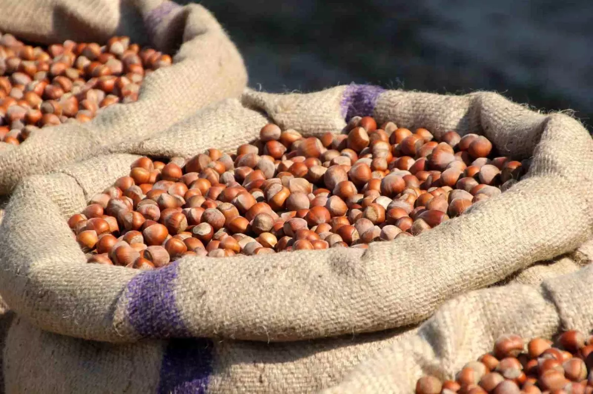 Fındık Üreticisi Manipülasyona Direniyor findik ureticisi manipulasyona direniyor IdSX5q9l.jpg