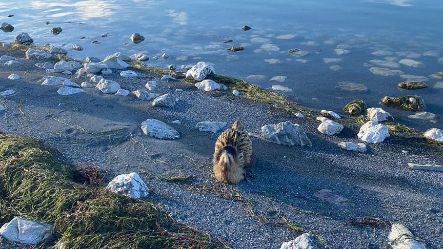 Gölde balıkçılar fark etti! Nesli tükenme tehlikesi altında