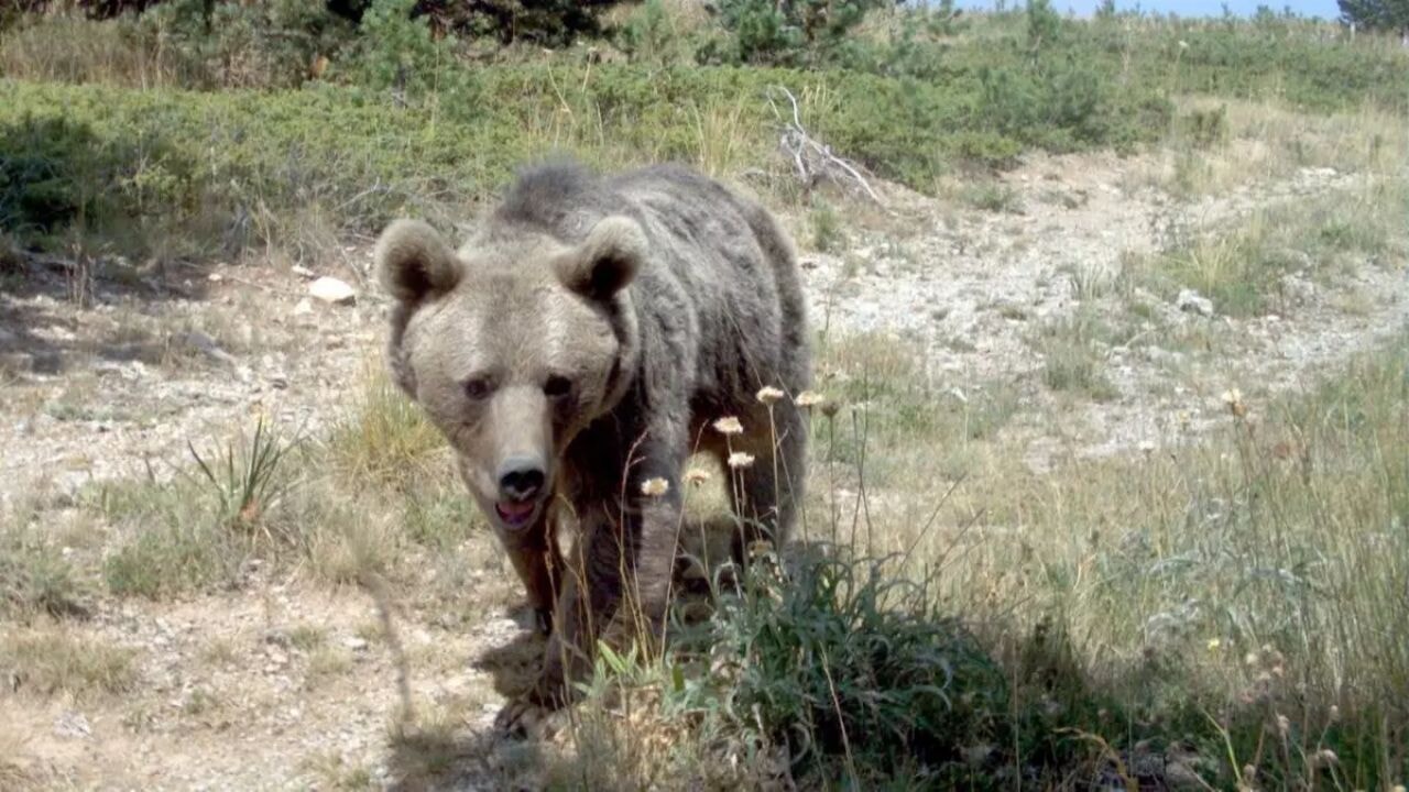 Japonya’da ayı alarmı! Hükümet askeri müdahale başlattı