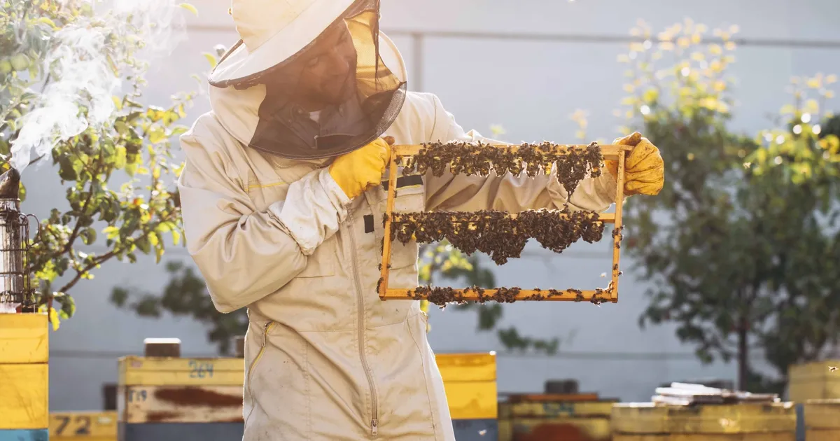 kralice ariyi uzun yasatan ari sutu insanlar icin de saglik kalkani XY32CveD.webp