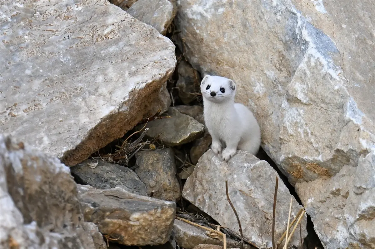 Van’da Nadir Görülen Gelincik Görüntülendi