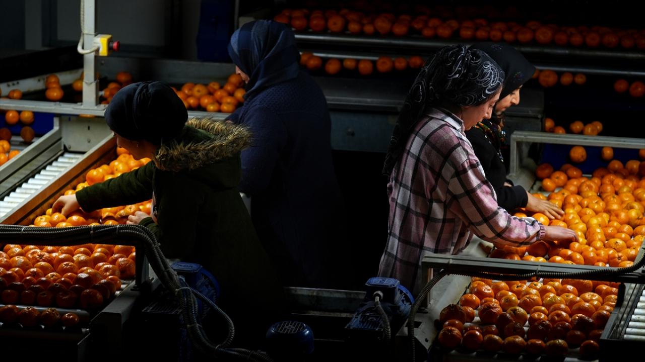 İhracatta yeni rekor: Mandalina satışı 615 milyon dolara yaklaştı
