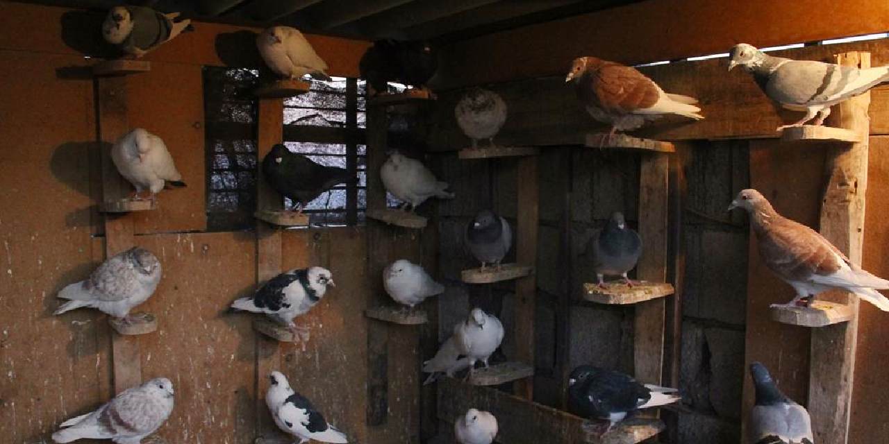 Türkiye’de bu da oldu: Güvercinlere bile haciz uygulandı, icradan satılığa çıktı