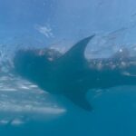 Bukalemun Gibi Renk Değiştiren Balıkların Sırrı Çözüldü