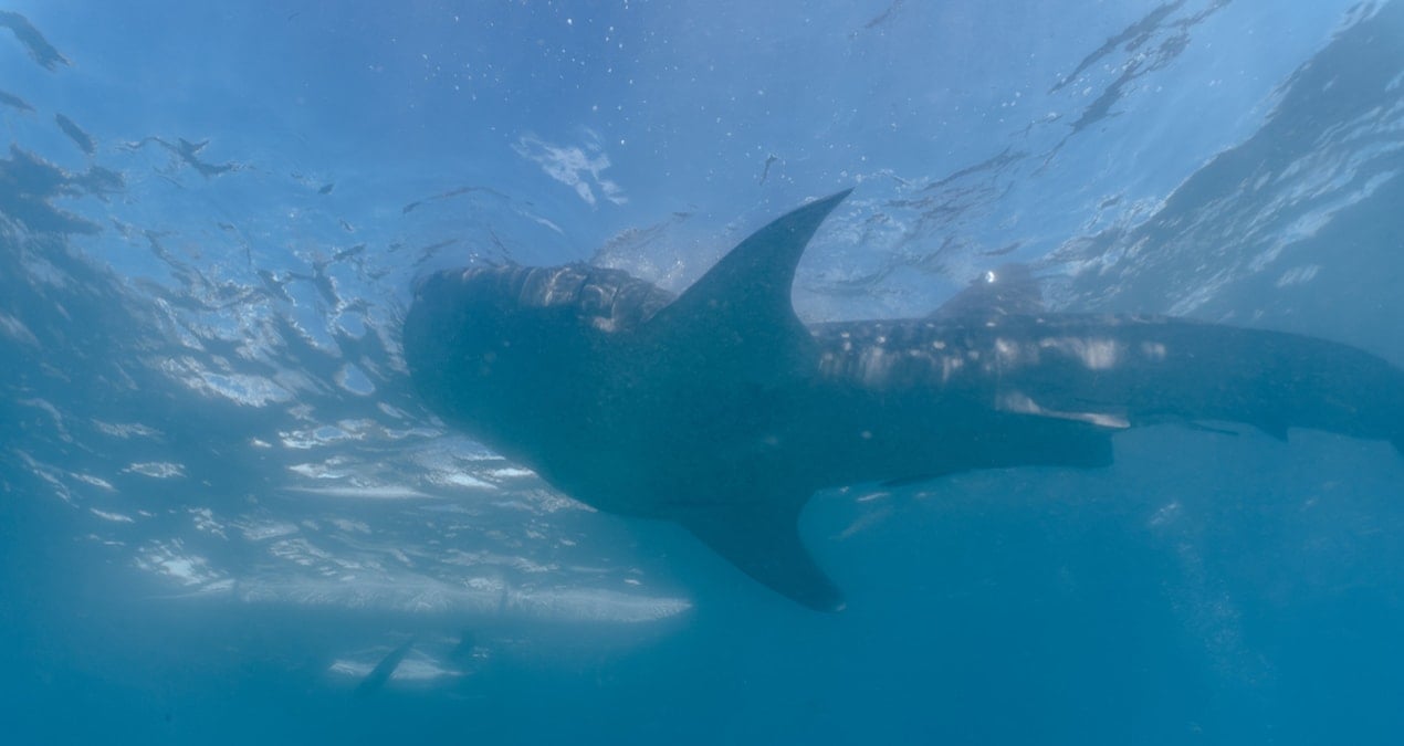 Bukalemun Gibi Renk Değiştiren Balıkların Sırrı Çözüldü